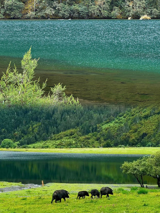 Danau Wudi Shangri-La | Surga Tersembunyi di Balik Gunung Salju yang Menenangkan ✨