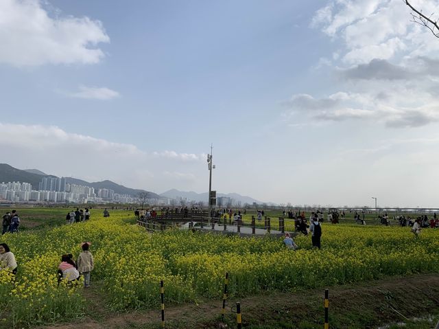 非常震撼油菜花田｜大渚生態公園
