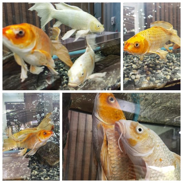 花園中有機場～USM蘇梅機場