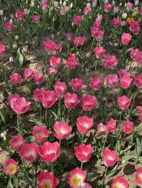주말 나들이, 봄꽃 보러 송해공원 어때요🌷🌸