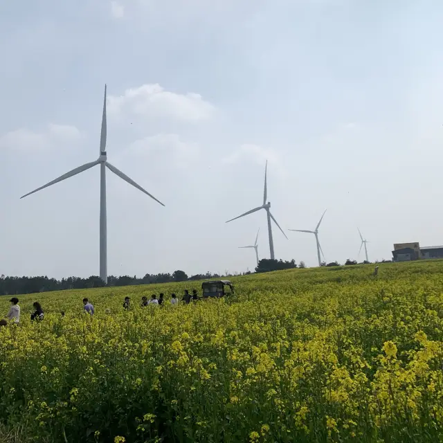 유채꽃 명소 제주 조랑말체험공원🌼