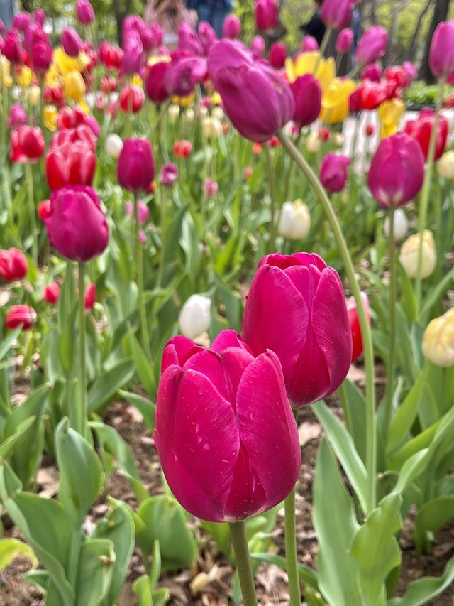 튤립과 봄꽃이 온통 만개한 서울숲🌷🌼