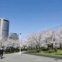 Kema Sakuranomiya park in spring
