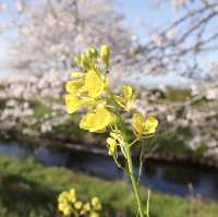 三水川桜ロード