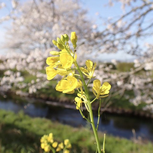 三水川桜ロード