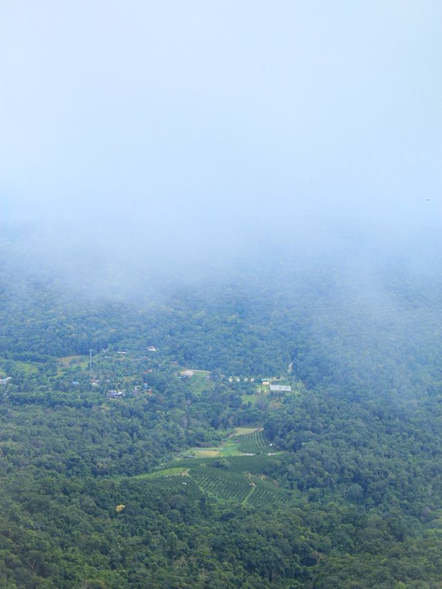 ยอดดอยม่อนแจ่ม coffee ⛰️☕️🪻🌿