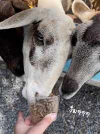 ฟาร์มแกะเมืองคอน🐑 Lansaka sheep farm