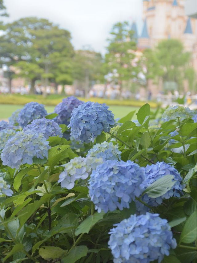 TDRのオススメお花スポット6月〜バージョン