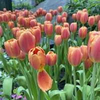 🌷ดอกทิวลิปบานที่ระยอง 🌷