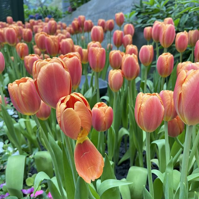 🌷ดอกทิวลิปบานที่ระยอง 🌷