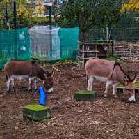 LOVELY ANIMAL FARM IN LONDON!