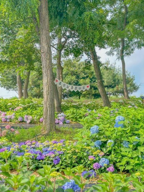 서울 근교에서 가볍게 만날수 있는 수국 꽃밭💖