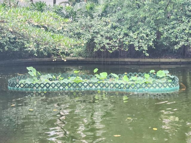 九龍公園 | 荷花池上的噴泉與花海