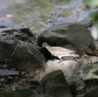 Wildlife at Sungei Buloh