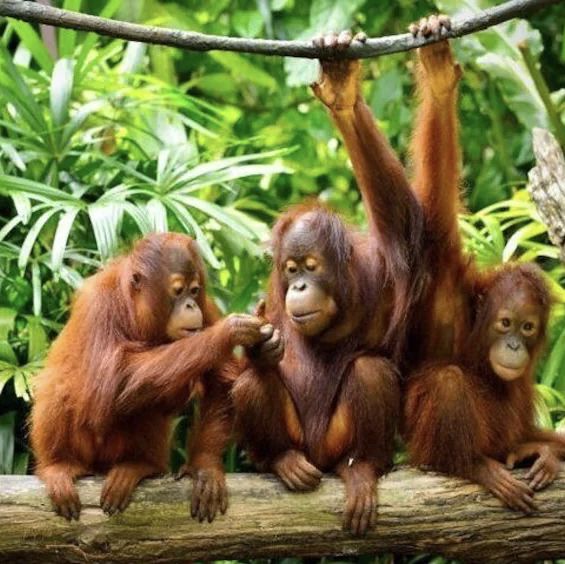 A wildlife Centre!