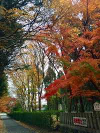 京都賞楓好去處*東福寺*