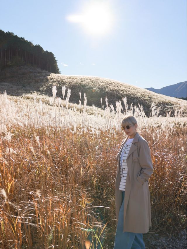 【箱根】冬の仙石原ススキ草原美しさに魅了される