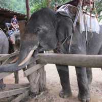 Phuket Ethical Elephant Sanctuary 