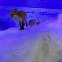 【北海道】本物の流氷を見て触れて楽しめる