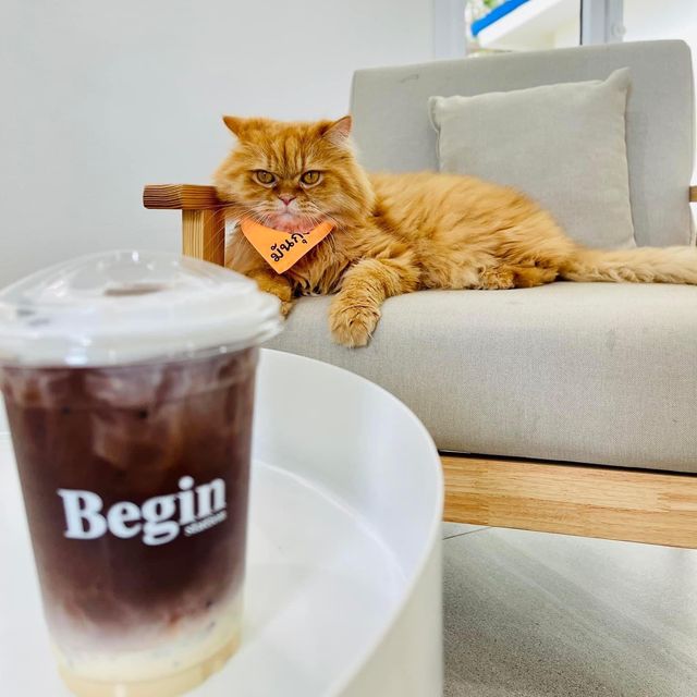 พาน้องๆ หนีแมวไปที่  "Begin Station coffee eatery"