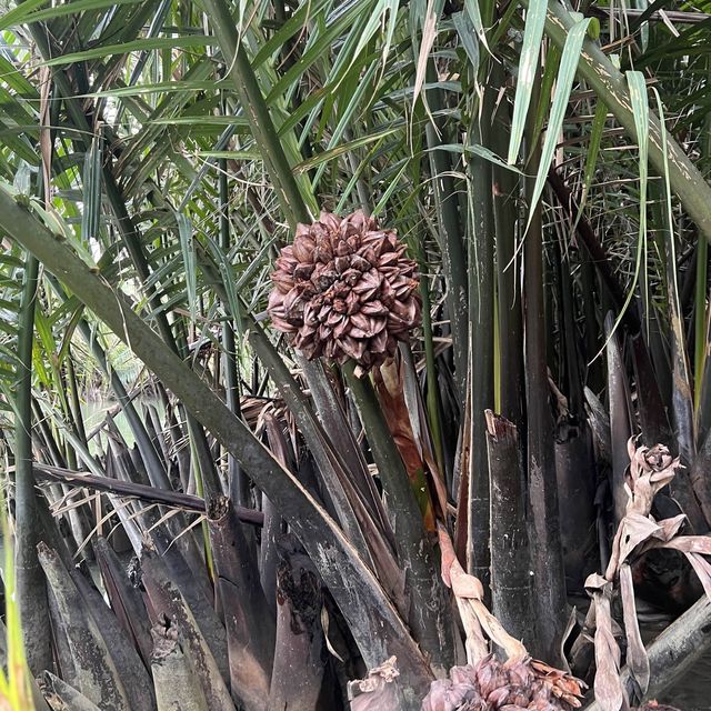 Coconut Boat Experienced in Hoi An 