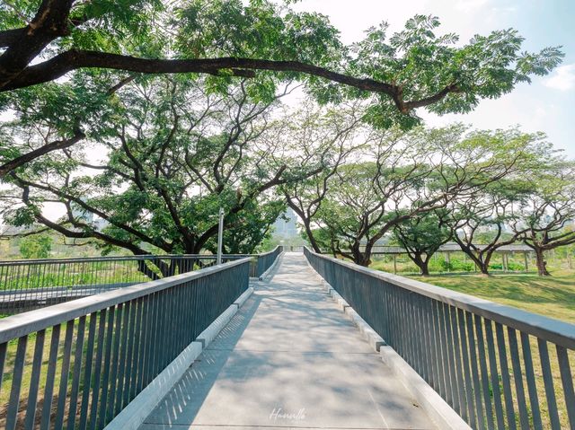 ชวนเดินชิล สวนป่ากลางกรุง ฟีลเมืองนอก