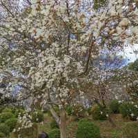 Beautiful park with around 3k sakura trees