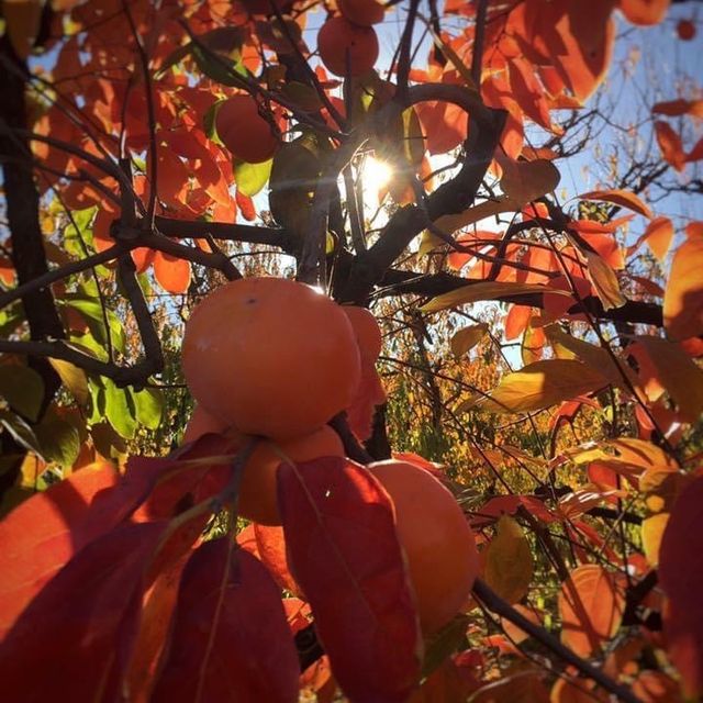 伯斯景點丨季節限定！金黃色大道柿子園Raeburn Orchards