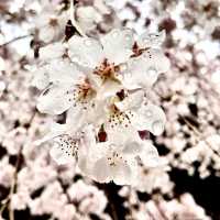 【京都】京の春を告げる早咲き桜🌸