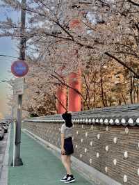알록달록한 색감에 벚꽃 한스푼 🌸