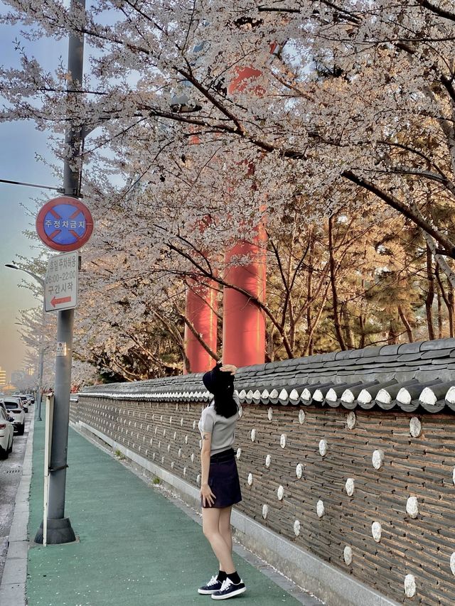 알록달록한 색감에 벚꽃 한스푼 🌸