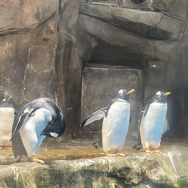 海洋公園：南極奇觀