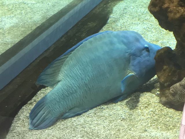 係水族館又係動物園♥️完美結合