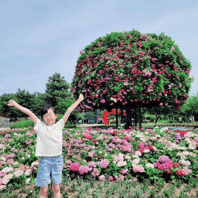 태안 코리아플라워파크에서 수국에 빠져보기💕
