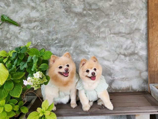 คาเฟ่แกลง รสชาติดี น้องหมาเข้าได้อีกด้วย