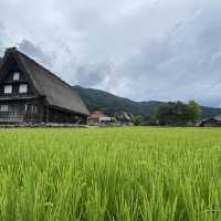 夏天的日本白川鄉