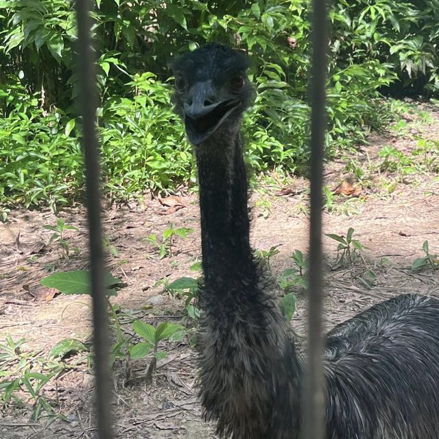 狂野探險！揭秘洛卡宜野生動物園的動物奇遇🦁🌿🐒