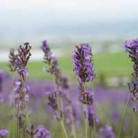 Endless fields of lavenders 🌹🌸💐🌺