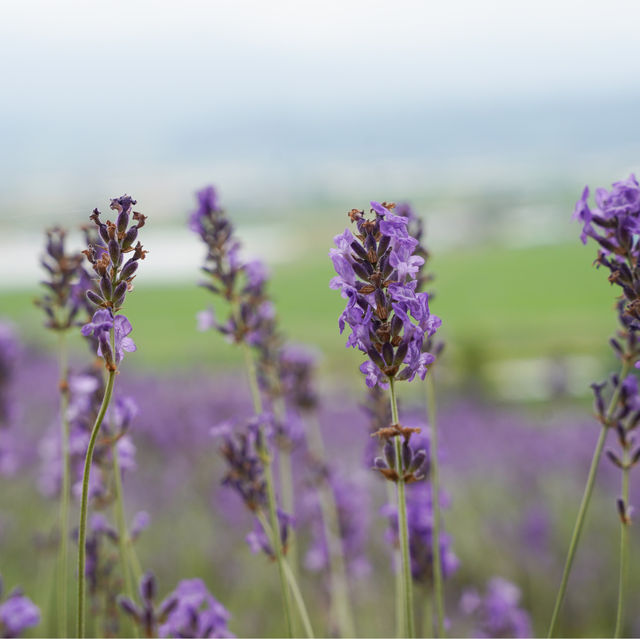 Endless fields of lavenders 🌹🌸💐🌺