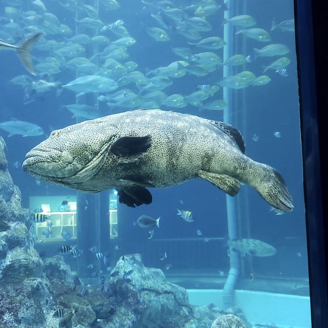 深入海洋奇境！足摺海洋館的神秘海底世界！🌊🐠