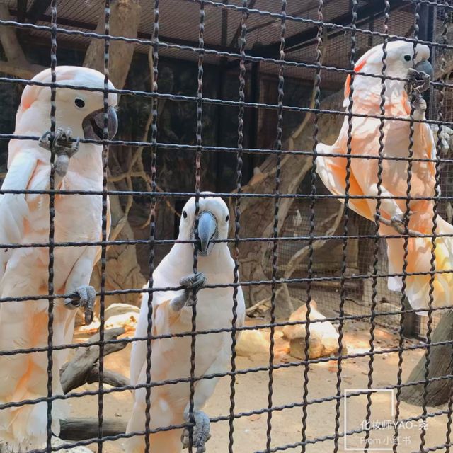 🇳🇱全亞洲最大的野生動物園Safari World 