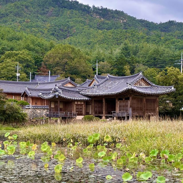 📖 신라의 역사가 담긴 평화로운 서출지 산책여행을 떠나보세요! 💚