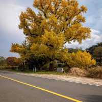 Beautiful Autumn View of Nangseong-myeon 