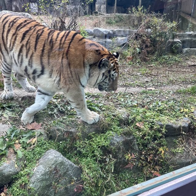 Huge zoo in Seoul
