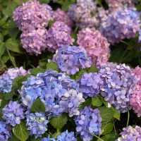 季節限定··沙田好去處