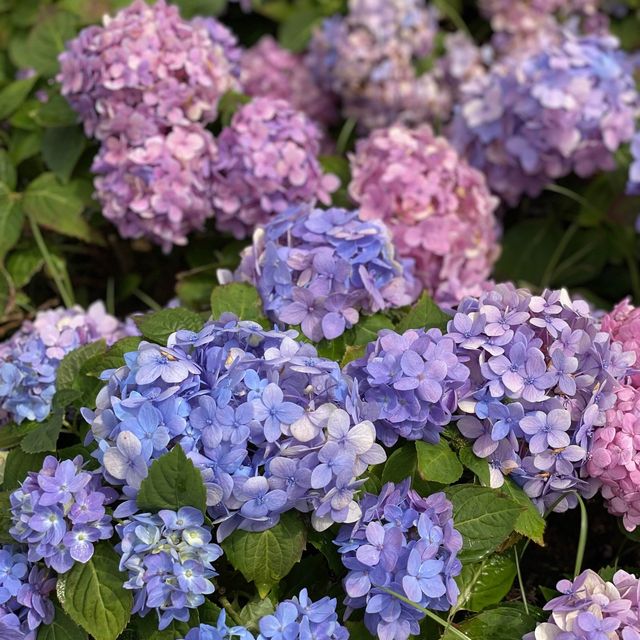 季節限定··沙田好去處