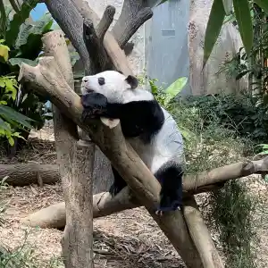 Watch cute PANDA 🐼 at River Wonders