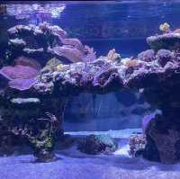 簡而精的墨田水族館