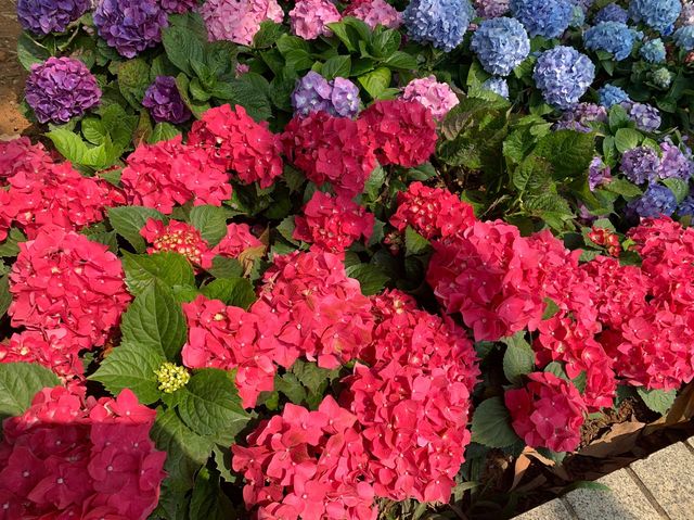 天水圍公園賞花去