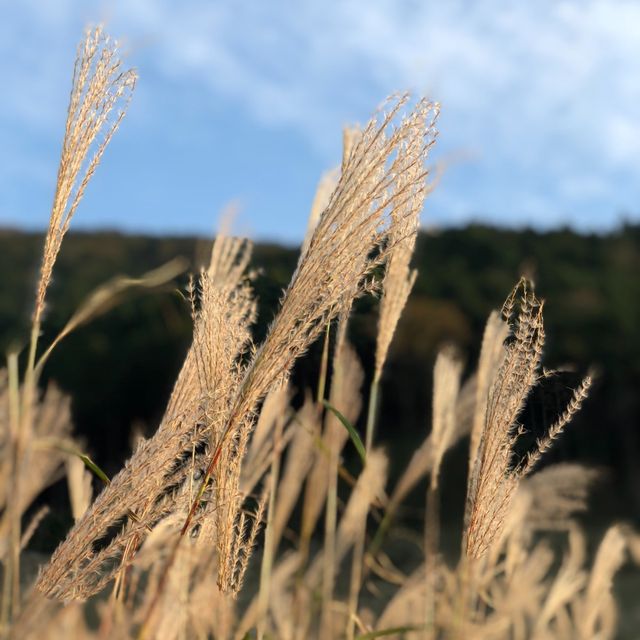 金色的芒草風景